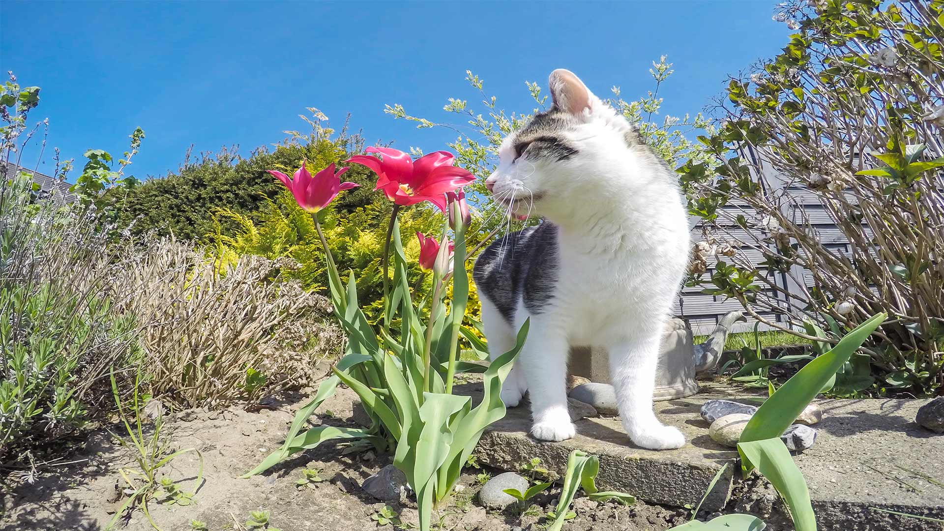 cats and easter lilies