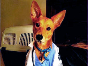 Mixed-Breed dog named Darcy dressed in a doctor's coat.